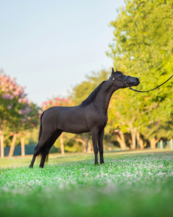 HorseID: 2317137 Sami’s Quiz Me Again - PhotoID: 1103850