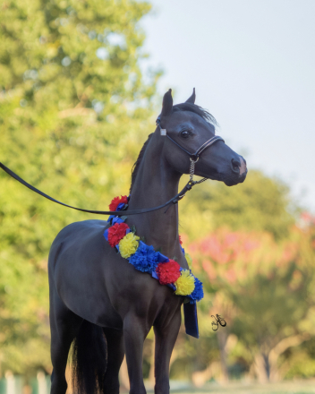 HorseID: 2317137 Sami’s Quiz Me Again - PhotoID: 1103851