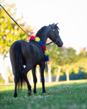 HorseID: 2317137 Sami’s Quiz Me Again - PhotoID: 1103852