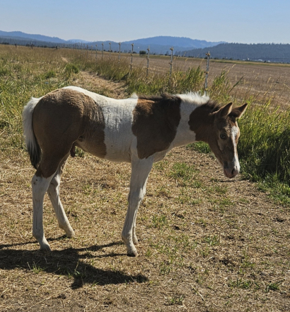 HorseID: 2317139 **REDNECK CHAMPAGNE** - PhotoID: 1103853