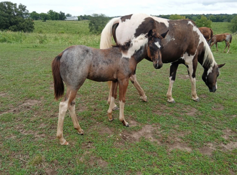 HorseID: 2317142 LD Hotter N Blu Smoke - PhotoID: 1103885