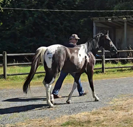 HorseID: 2317143 Sundance's Mighty Hawkeye - PhotoID: 1104181