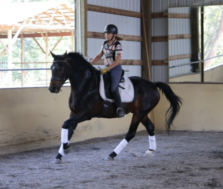 HorseID: 2317144 Wessex - PhotoID: 1103858