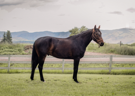HorseID: 2317144 Wessex - PhotoID: 1103859