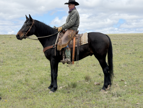 HorseID: 2317144 Wessex - PhotoID: 1103860