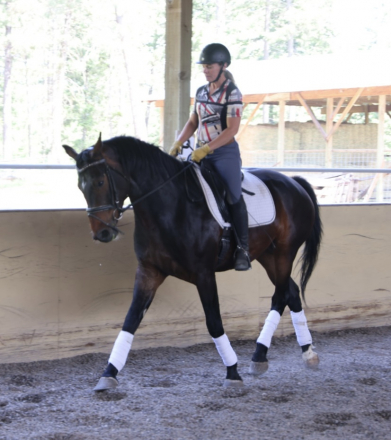 HorseID: 2317144 Wessex - PhotoID: 1103861
