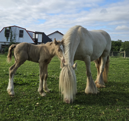 HorseID: 2317149 CRF Virginia's Golden Nugget - PhotoID: 1103863