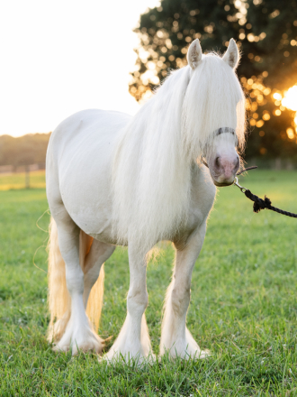 HorseID: 2317149 CRF Virginia's Golden Nugget - PhotoID: 1103864