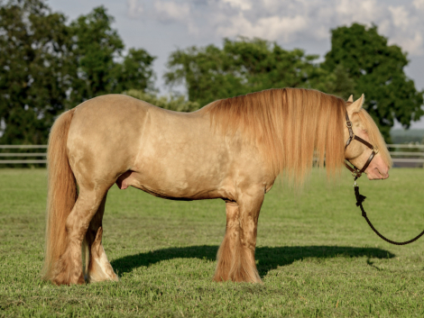 HorseID: 2317149 CRF Virginia's Golden Nugget - PhotoID: 1103865