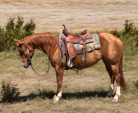HorseID: 2317151 Sunfrost Triple Lena - PhotoID: 1103866