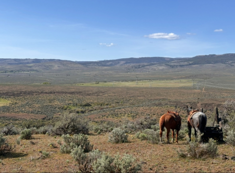 HorseID: 2317151 Sunfrost Triple Lena - PhotoID: 1103869
