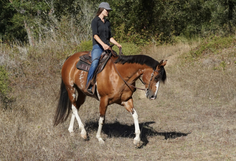 HorseID: 2317154 Johnny Cash - PhotoID: 1103872