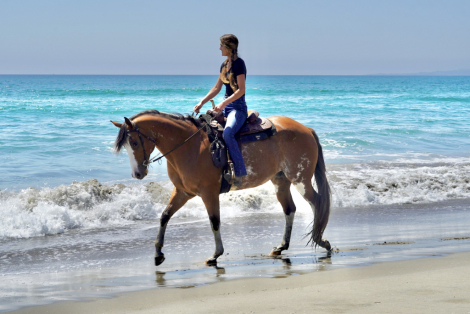 HorseID: 2317154 Johnny Cash - PhotoID: 1103873