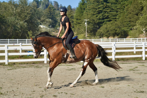 HorseID: 2317154 Johnny Cash - PhotoID: 1103874