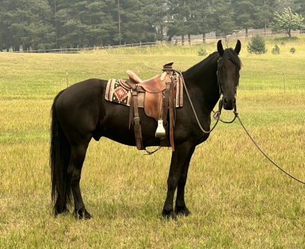 HorseID: 2317166 Obsidian - PhotoID: 1103887