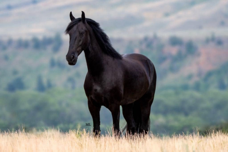 HorseID: 2317166 Obsidian - PhotoID: 1103888
