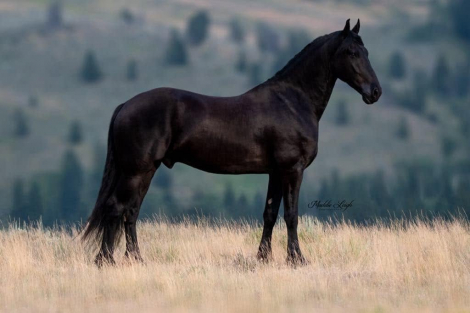 HorseID: 2317166 Obsidian - PhotoID: 1103889