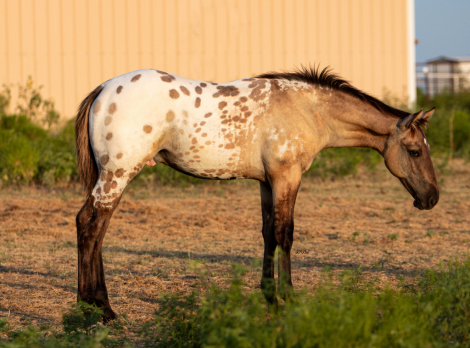 HorseID: 2317172 WHL Blue On Black - PhotoID: 1103898