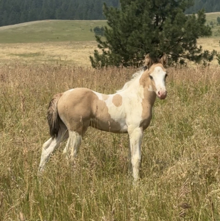 HorseID: 2317174 WNR Mandarins Poco Sparkler - PhotoID: 1104127