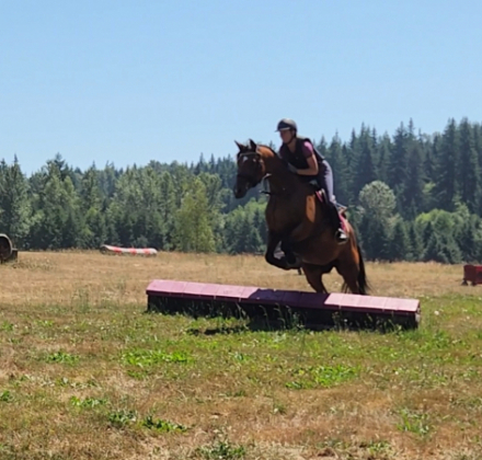 HorseID: 2317177 HS Ramiro's Lady - PhotoID: 1103901