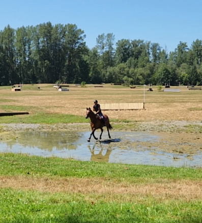 HorseID: 2317177 HS Ramiro's Lady - PhotoID: 1103902