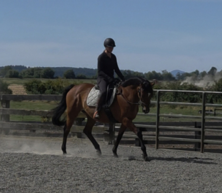 HorseID: 2317177 HS Ramiro's Lady - PhotoID: 1103903