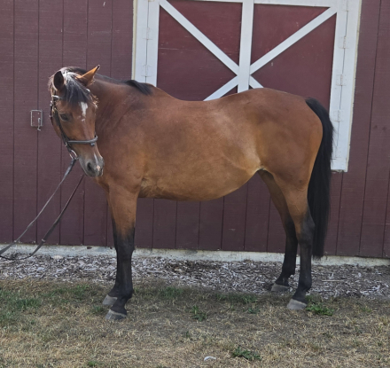 HorseID: 2317177 HS Ramiro's Lady - PhotoID: 1103904