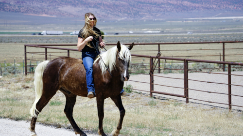 HorseID: 2317181 Mama Needs Chocolate - PhotoID: 1103909