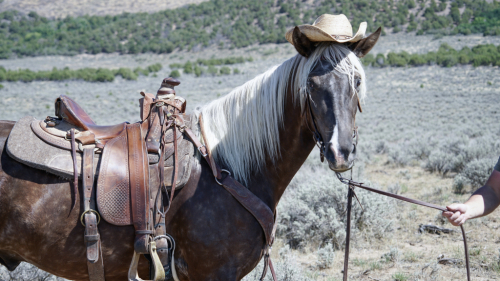 HorseID: 2317181 Mama Needs Chocolate - PhotoID: 1103912