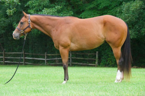 HorseID: 2317196 Obvious Virtue - PhotoID: 1103918