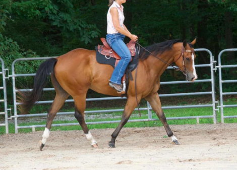 HorseID: 2317196 Obvious Virtue - PhotoID: 1103919