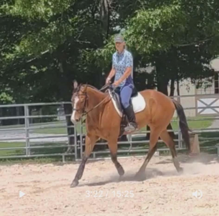 HorseID: 2317196 Obvious Virtue - PhotoID: 1103920