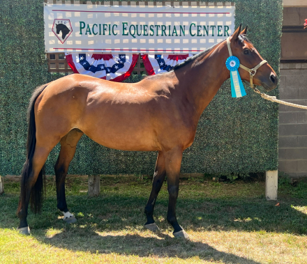 HorseID: 2317221 Rio - PhotoID: 1103936