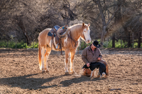 HorseID: 2317224 Trace - PhotoID: 1103939