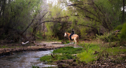 HorseID: 2317224 Trace - PhotoID: 1103940