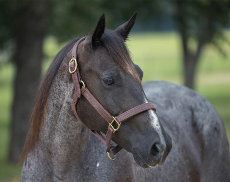HorseID: 2317227 LJSR RATON - PhotoID: 1103941