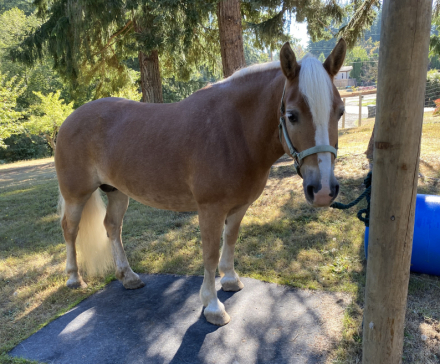 HorseID: 2317230 Primrose Dolly - PhotoID: 1103944