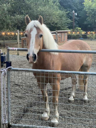 HorseID: 2317230 Primrose Dolly - PhotoID: 1103948