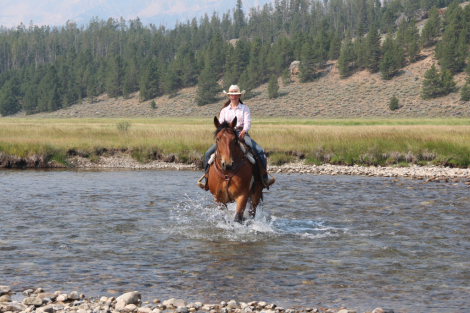 HorseID: 2317234 Mack **SOLD** - PhotoID: 1103953
