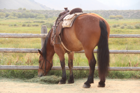 HorseID: 2317234 Mack **SOLD** - PhotoID: 1103955