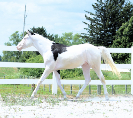 HorseID: 2317238 Fancy in my Saddle - PhotoID: 1103966