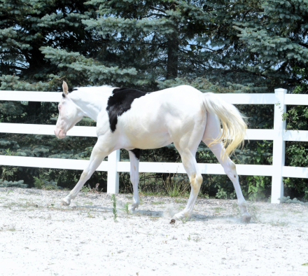 HorseID: 2317238 Fancy in my Saddle - PhotoID: 1103967
