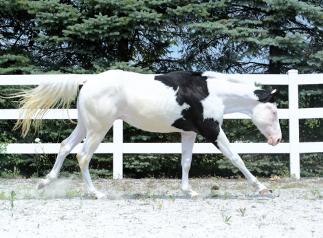 HorseID: 2317238 Fancy in my Saddle - PhotoID: 1103968