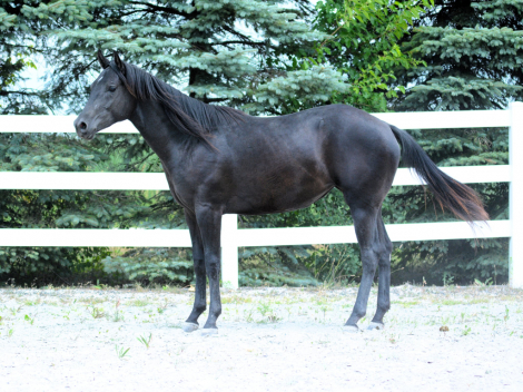 HorseID: 2317239 Original Karat Kid - PhotoID: 1103969