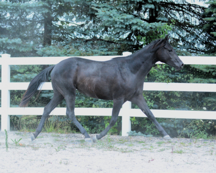 HorseID: 2317239 Original Karat Kid - PhotoID: 1103970