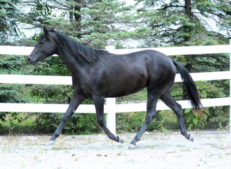 HorseID: 2317239 Original Karat Kid - PhotoID: 1103971