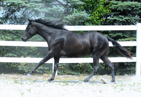 HorseID: 2317239 Original Karat Kid - PhotoID: 1103972
