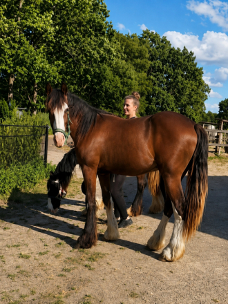HorseID: 2317242 Hunter - PhotoID: 1103975