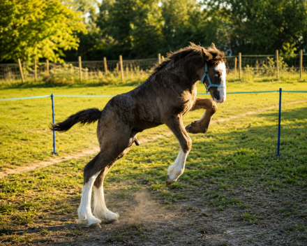 HorseID: 2317242 Hunter - PhotoID: 1103976