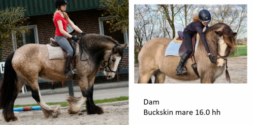 HorseID: 2317242 Hunter - PhotoID: 1103977